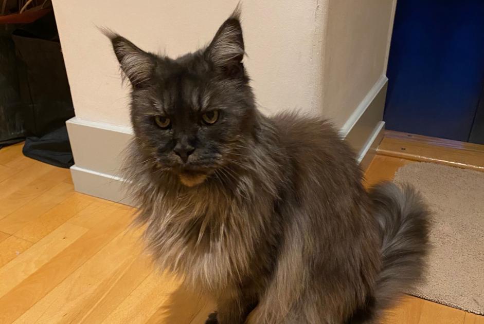 Alerte Disparition Chat  Femelle , 15 ans Genève Suisse