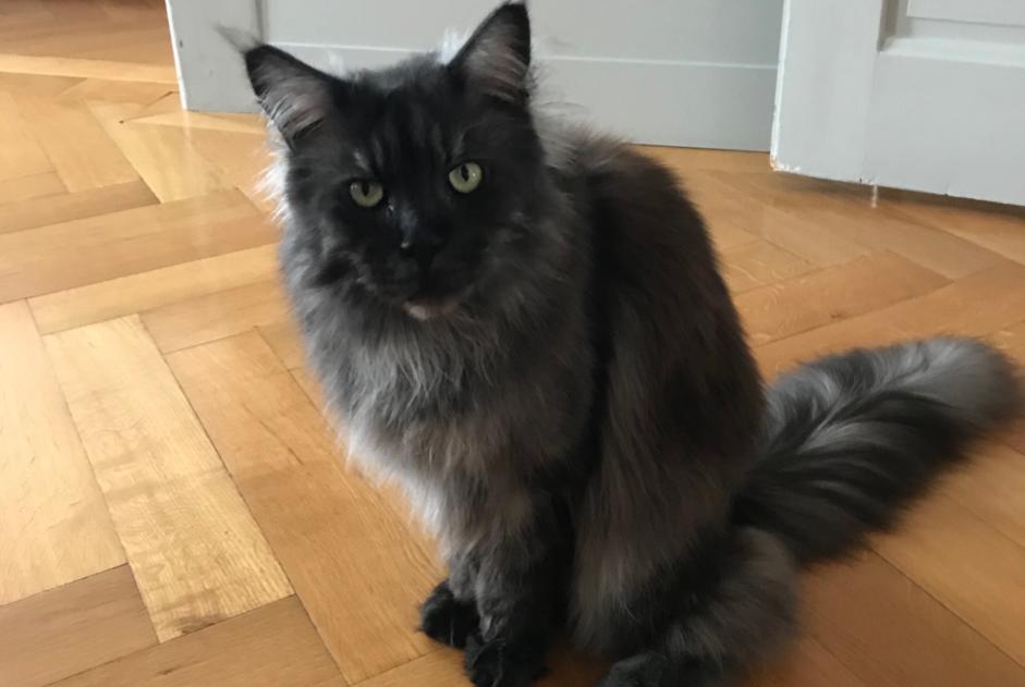 Alerte Disparition Chat  Femelle , 15 ans Genève Suisse