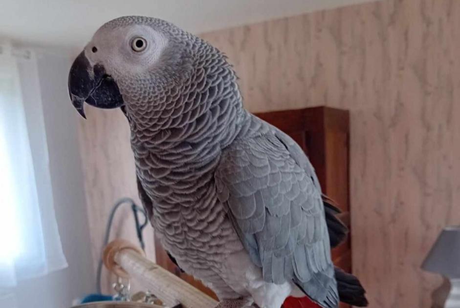 Alerte Disparition Autre perroquet gris du Gabon Femelle , 2024 ans Cléden-Cap-Sizun France