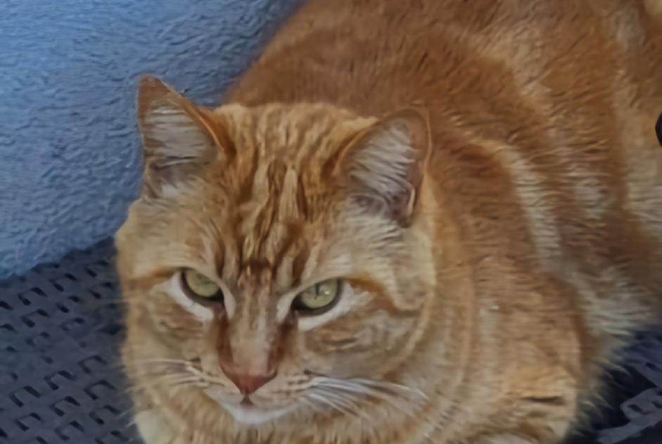 Alerte Disparition Chat  Mâle , 8 ans Marseille France