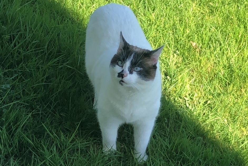 Alerte Disparition Chat croisement Mâle , 11 ans Aillas France