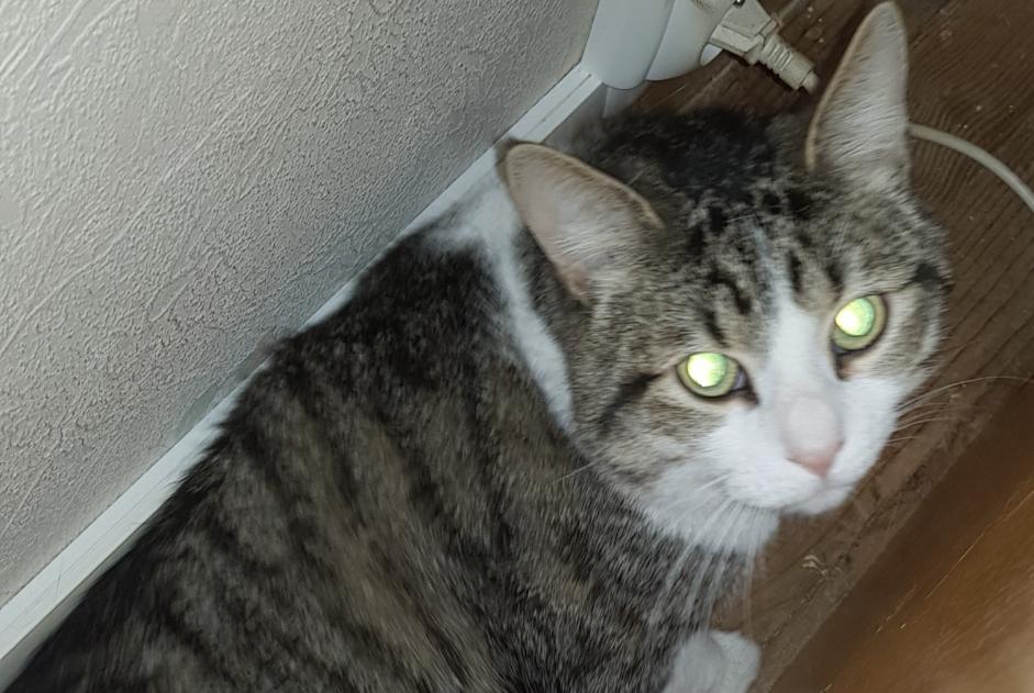 Alerte Disparition Chat croisement Mâle , 2 ans Avallon France