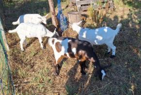 Alerte Découverte Chèvre Femelle Gaillac France