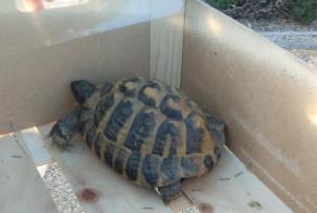 Alerte Découverte Tortue Inconnu Romans France