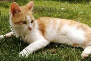 Alerte Disparition Chat Femelle , 5 ans Saint-Sulpice-la-Pointe France