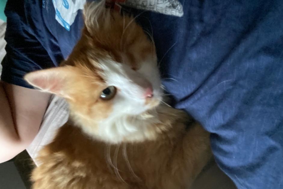 Alerte Disparition Chat Mâle , 4 ans La Garnache France