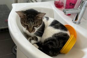 Alerte Disparition Chat Mâle , 10 ans Athée-sur-Cher France