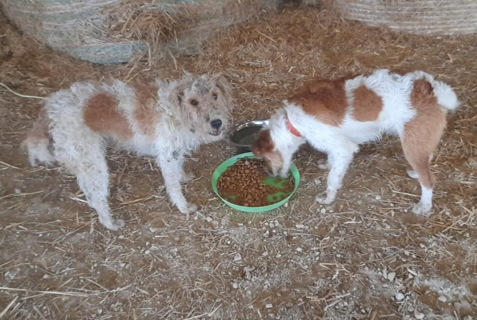 Alerte Découverte Chien  Inconnu , 4 ans Mogneville France