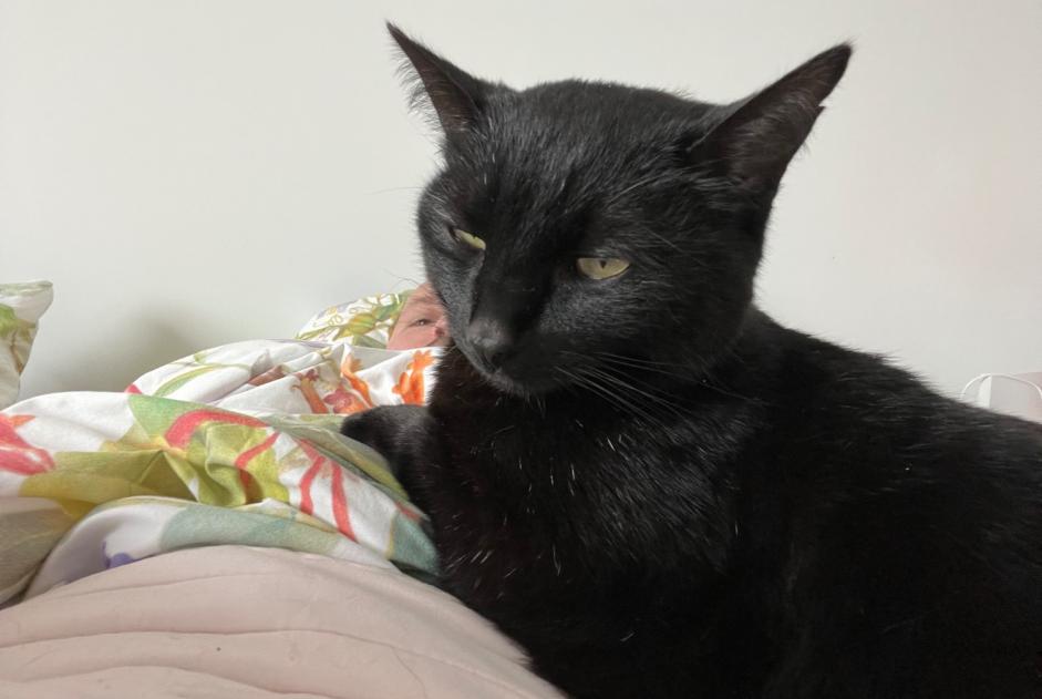 Alerte Disparition Chat Mâle , 7 ans Cappelle-en-Pévèle France