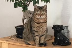 Alerte Disparition Chat croisement Femelle , 9 ans Férolles France