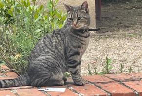 Alerte Disparition Chat croisement Femelle , 2 ans Saint-Denis-de-l'Hôtel France