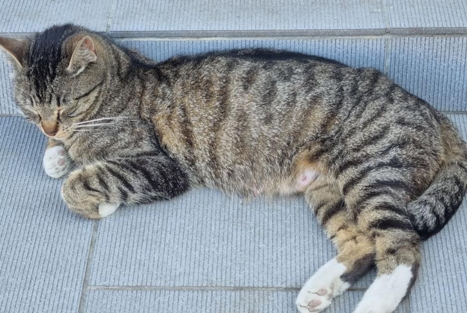 Alerte Disparition Chat croisement Femelle , 2 ans Pontfaverger-Moronvilliers France