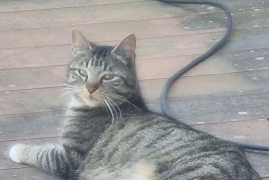 Alerte Disparition Chat croisement Femelle , 2 ans Pontfaverger-Moronvilliers France