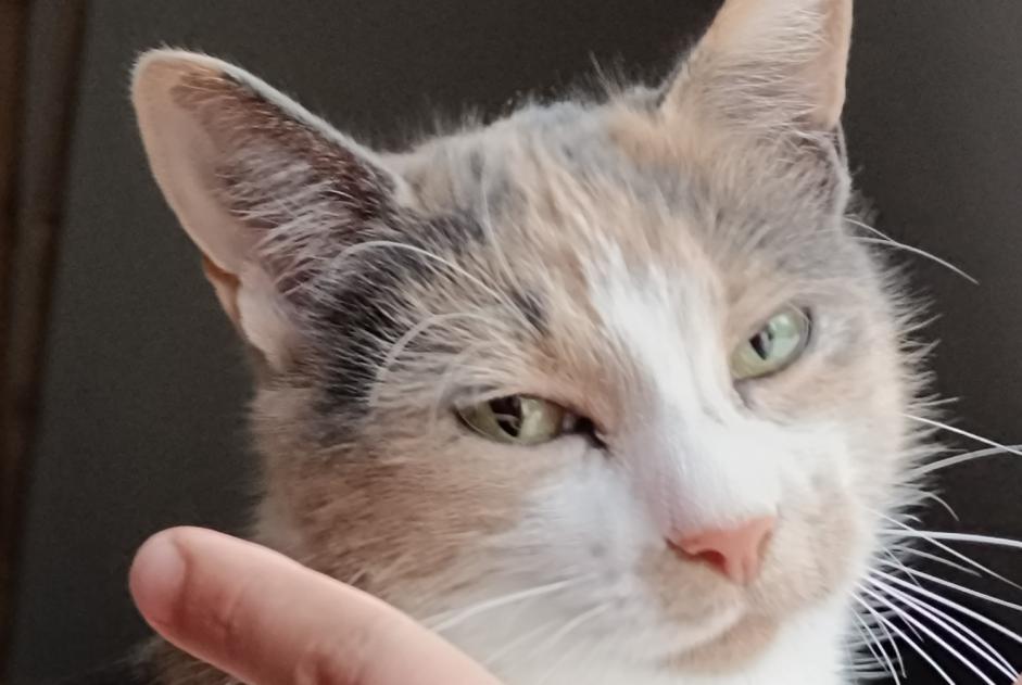 Alerte Disparition Chat  Femelle , 3 ans Vibraye France