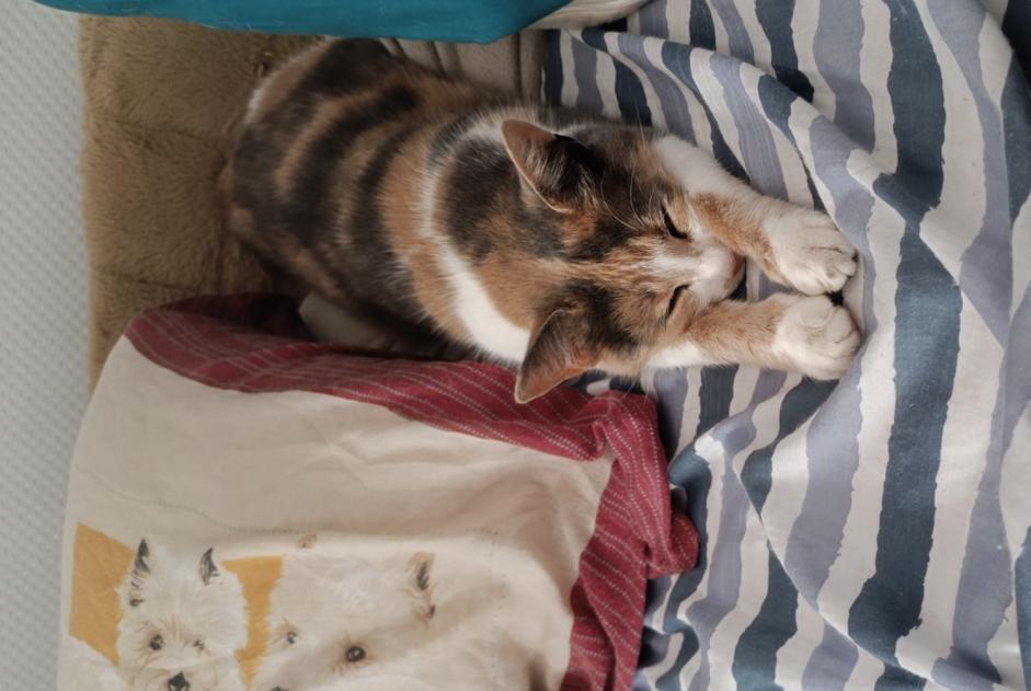 Alerte Disparition Chat  Femelle , 3 ans Vibraye France