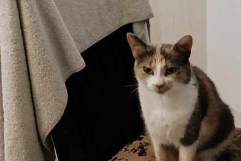 Alerte Disparition Chat  Femelle , 3 ans Vibraye France