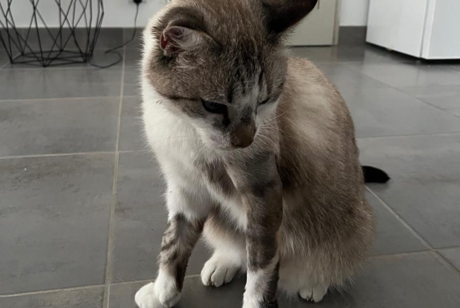 Alerte Disparition Chat Mâle , 3 ans Les Sables-d'Olonne France