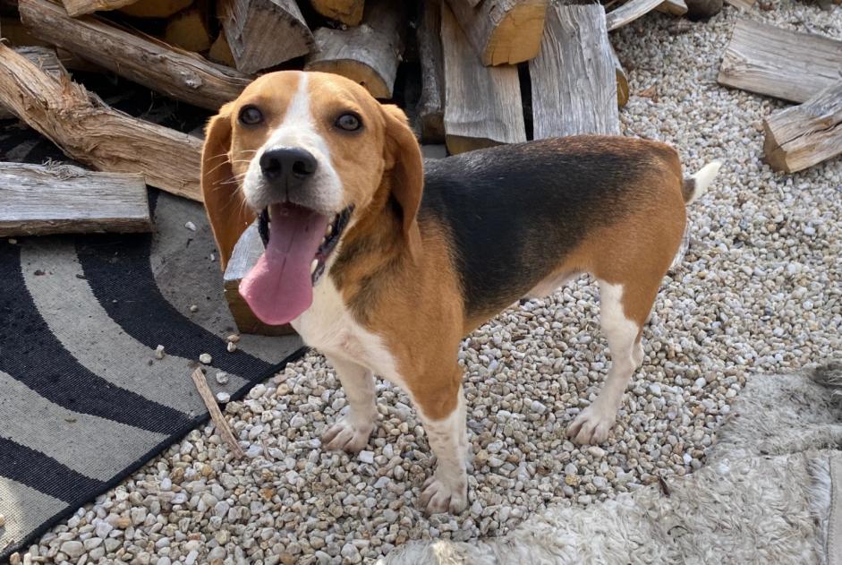 Alerte Découverte Chien  Mâle Longèves France