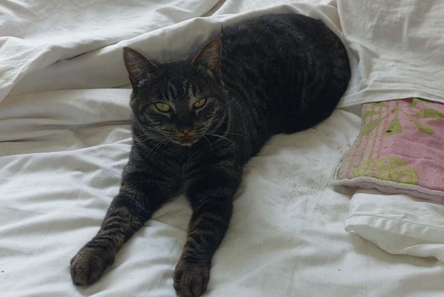 Alerte Disparition Chat croisement Femelle , 7 ans Chasselay France