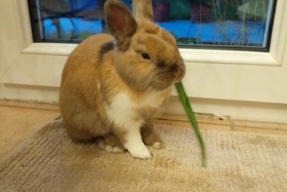 Alerte Découverte Lapin Inconnu Brazey-en-Plaine France