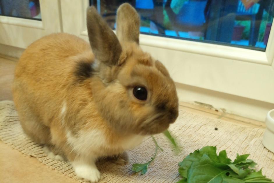 Alerte Découverte Lapin Inconnu Brazey-en-Plaine France