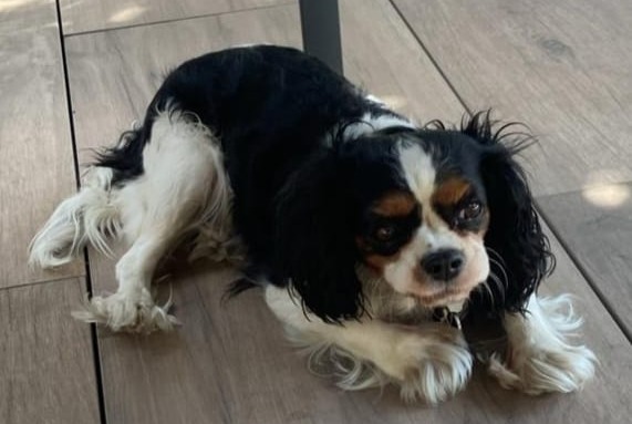 Alerte Disparition Chien  Femelle , 7 ans Vénissieux France