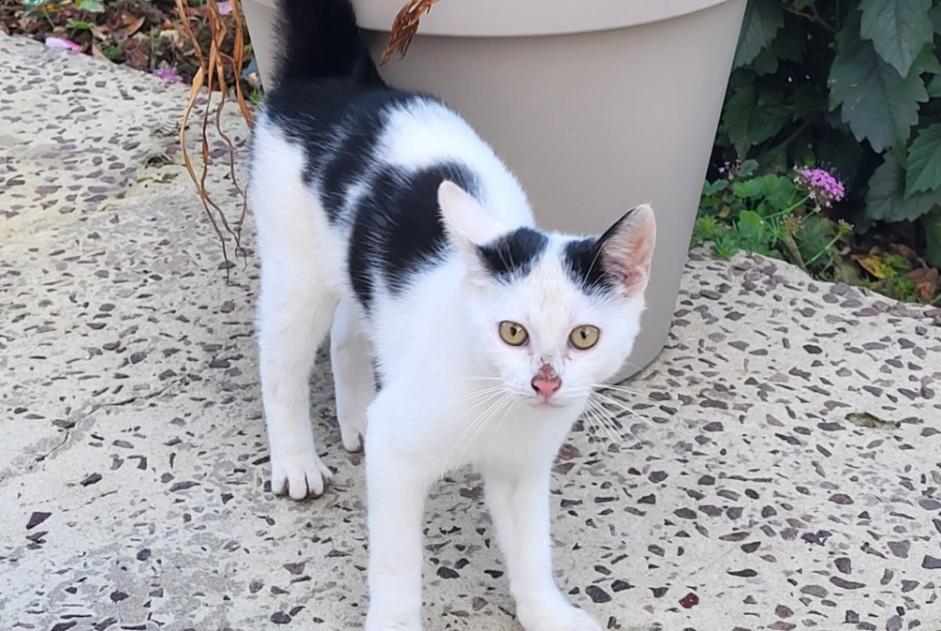 Alerte Découverte Chat Inconnu Montillières-sur-Orne France