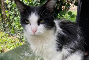 Alerte Découverte Chat  Inconnu Bois-d'Arcy France