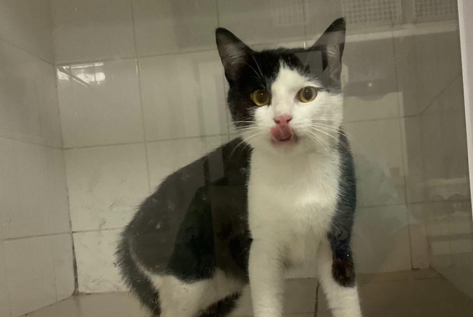 Alerte Découverte Chat Mâle , 1 année Chazelles-sur-Lyon France