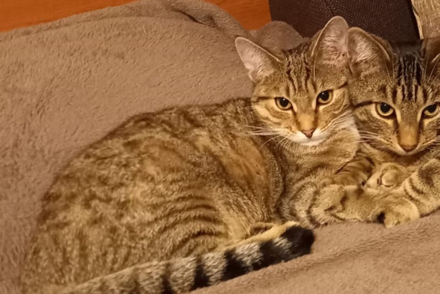 Alerte Disparition Chat Femelle , 2 ans Holtzheim France