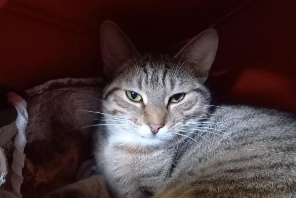 Alerte Disparition Chat Femelle , 2 ans Holtzheim France