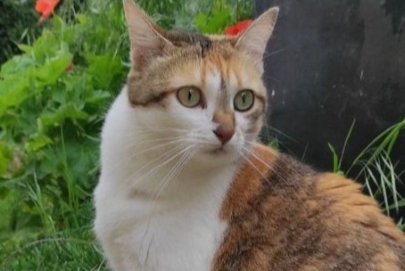 Alerte Disparition Chat  Femelle , 4 ans Nonette-Orsonnette France