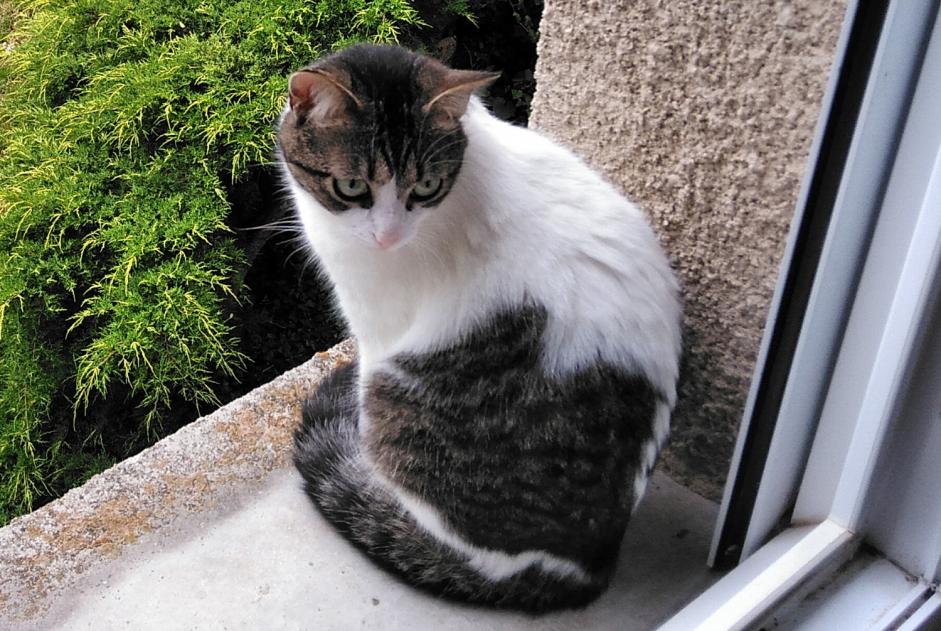 Alerte Disparition Chat Femelle , 1 ans Sainte-Radegonde France