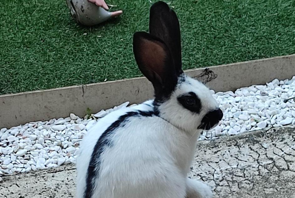 Alerte Découverte Lapin Inconnu Cestas France