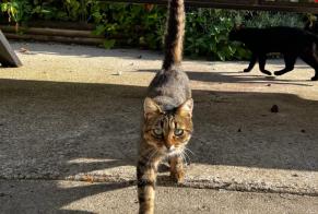 Alerte Découverte Chat Femelle Saint-Loup-des-Chaumes France