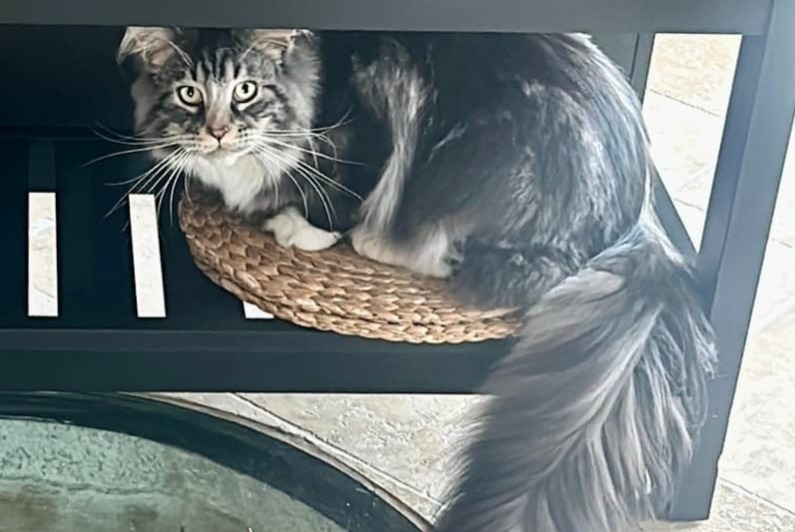 Alerte Disparition Chat  Mâle , 1 ans Alixan France