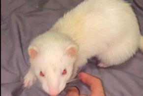 Alerte Disparition Autre FURET Femelle Ville-la-Grand France