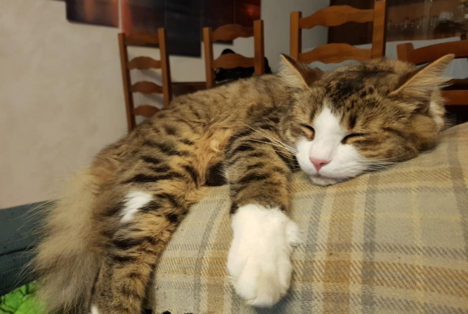 Alerte Disparition Chat  Mâle , 1 ans Hérimoncourt France