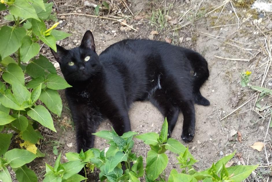 Alerte Disparition Chat croisement Mâle , 1 ans Montgeron France