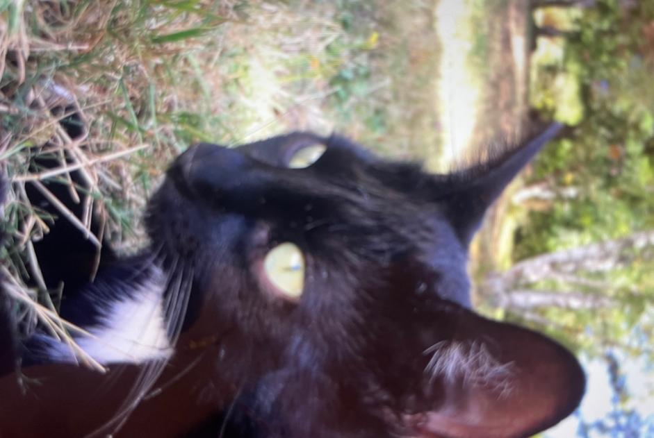 Alerte Disparition Chat  Mâle , 1 ans Saint-Étienne France