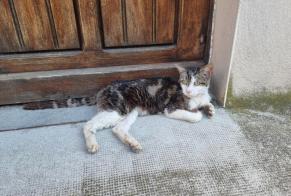 Alerte Découverte Chat Inconnu Morestel France