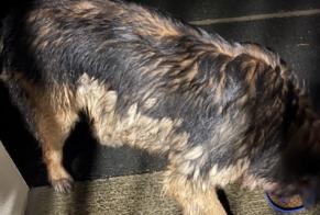 Alerte Découverte Chien  Mâle Bellevigne-les-Châteaux France