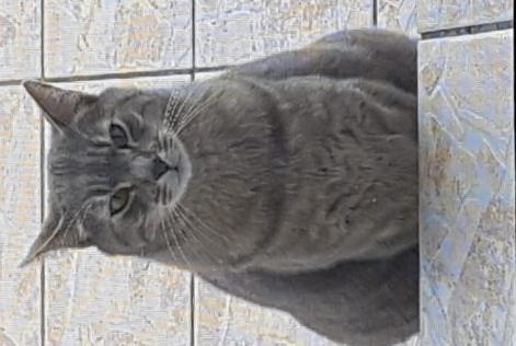 Alerte Disparition Chat croisement Mâle , 44 ans Jazeneuil France