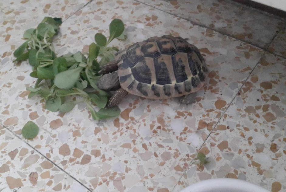 Alerte Découverte Tortue Inconnu Avignon France