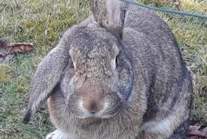 Alerte Disparition Lapin Femelle , 2024 ans Champhol France