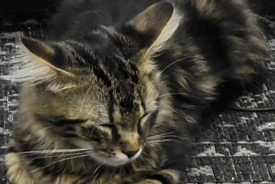 Alerte Disparition Chat Mâle , 0 ans Le Blanc-Mesnil France