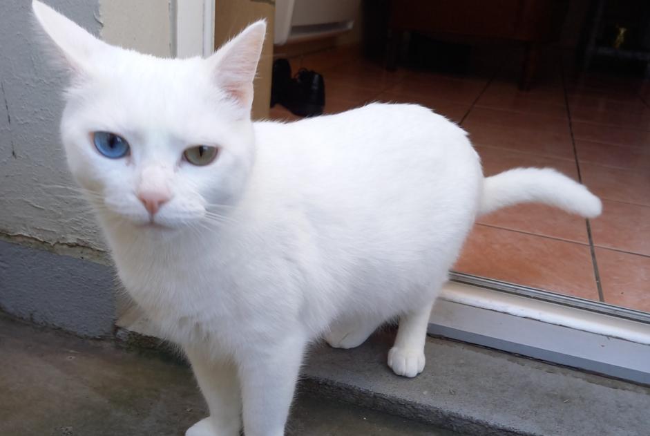 Alerte Disparition Chat  Mâle , 5 ans Eysines France