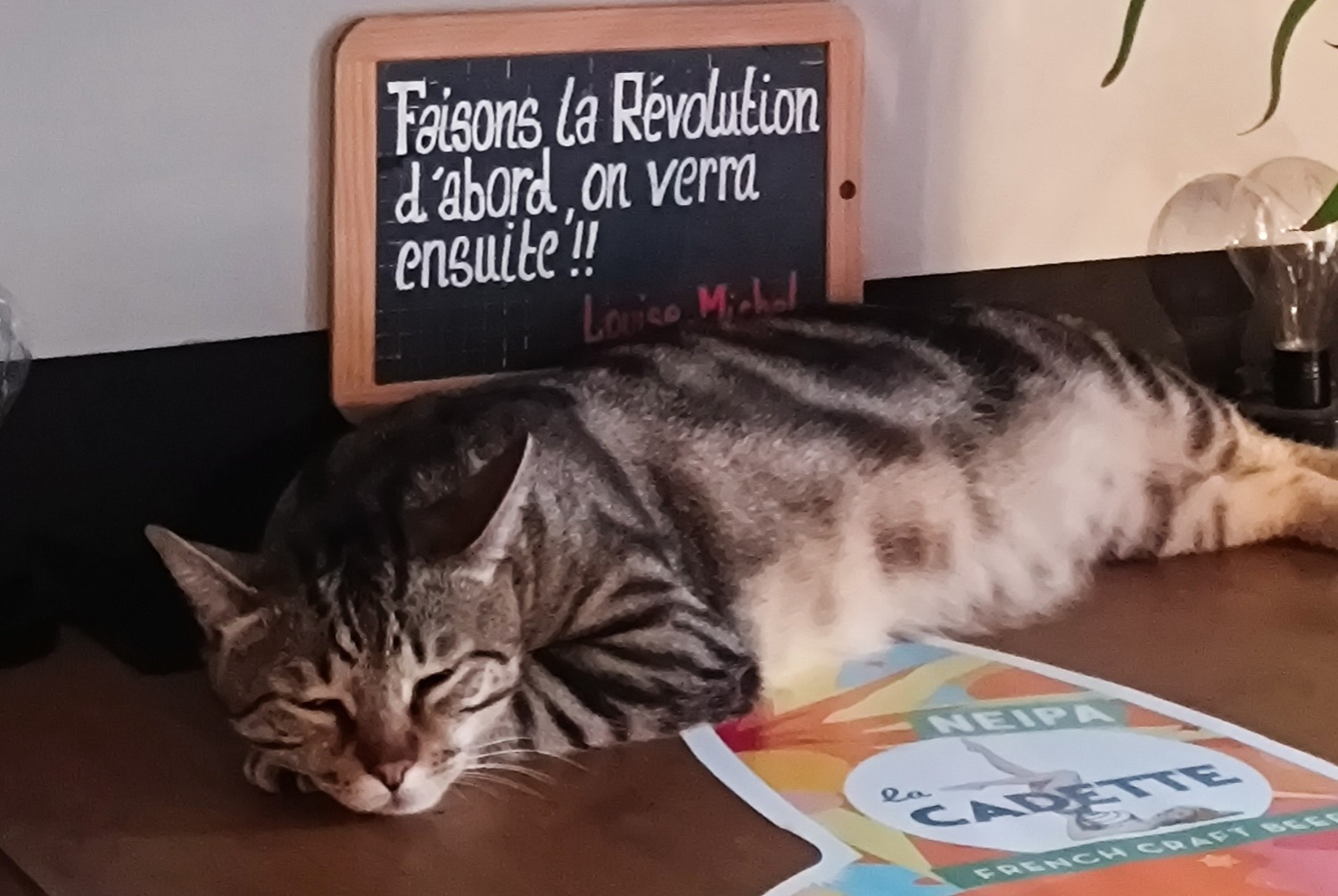 Alerte Disparition Chat Mâle , 2 ans Albertville France