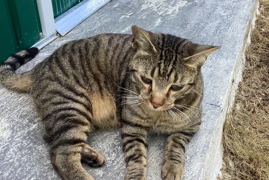 Alerte Disparition Chat  Mâle , 3 ans Balleroy-sur-Drôme France