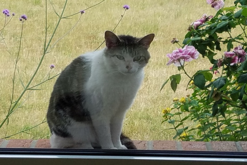 Alerte Disparition Chat Mâle , 10 ans Santes France